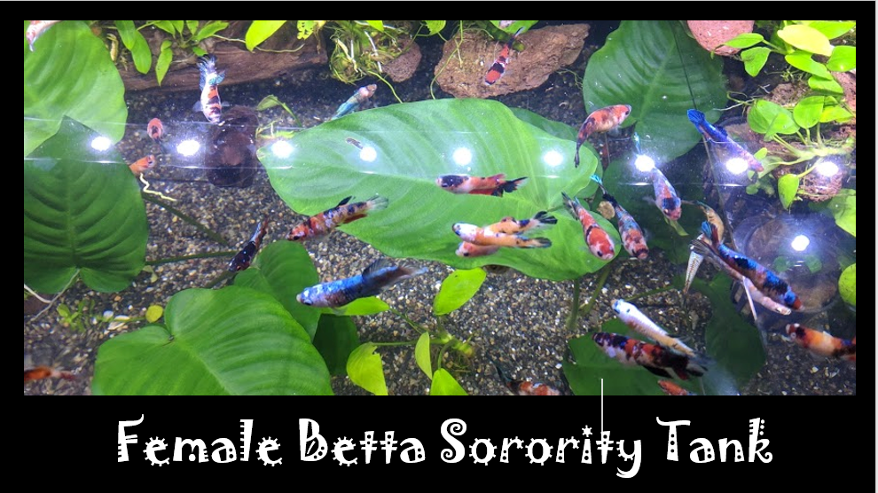 How to Start a Female Betta Sorority Tank