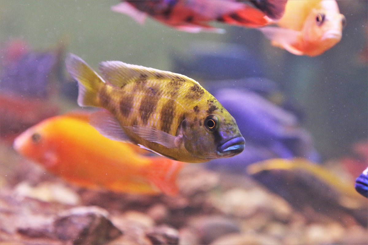Tips for Choosing Which Tropical Fish You Should Buy