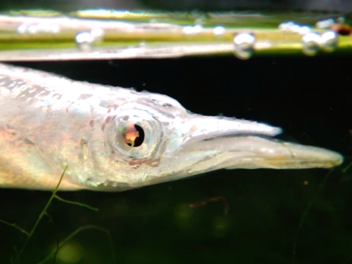 Tiny Monster fish Platinum Wrestling Halfbeak