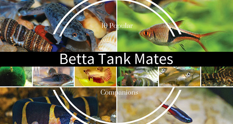 Betta Tank Mates