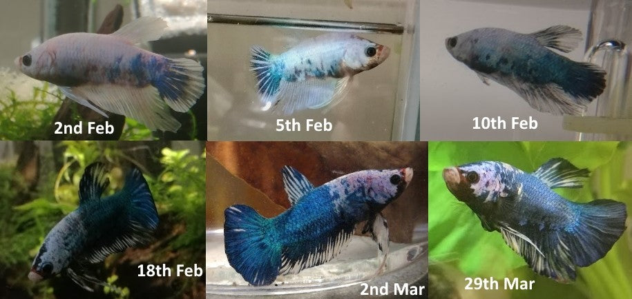 Changeable Pattern Gene in Betta