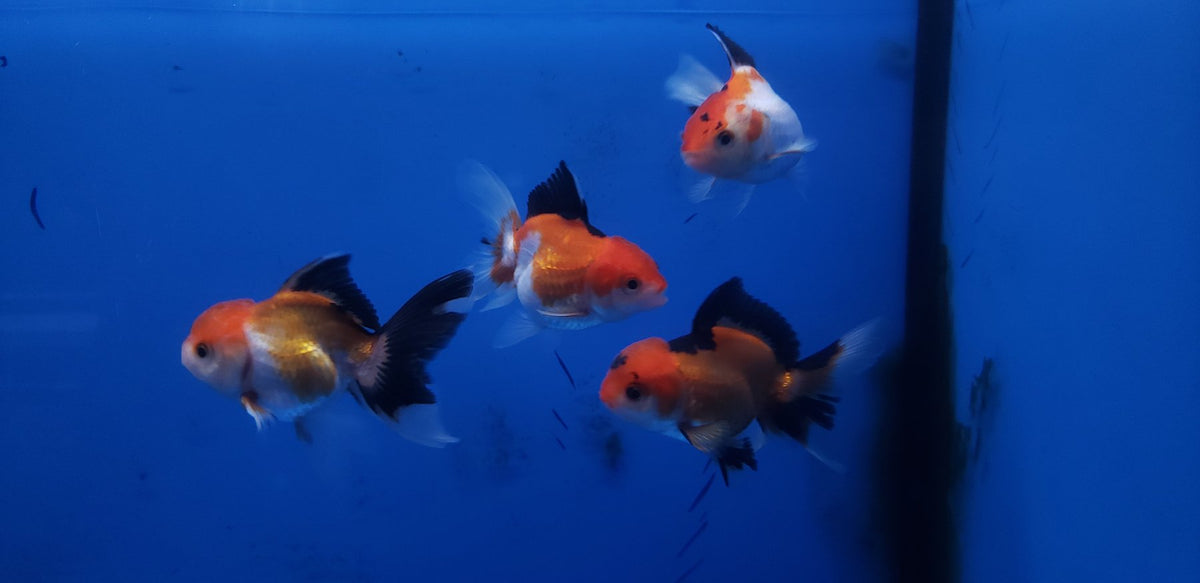 New Goldfish Acclimation Guide