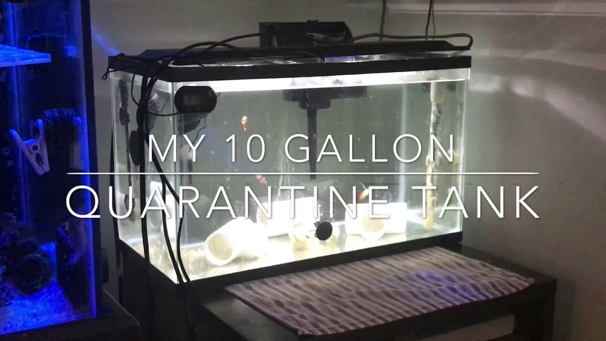 How Do I Quarantine My Fish?
