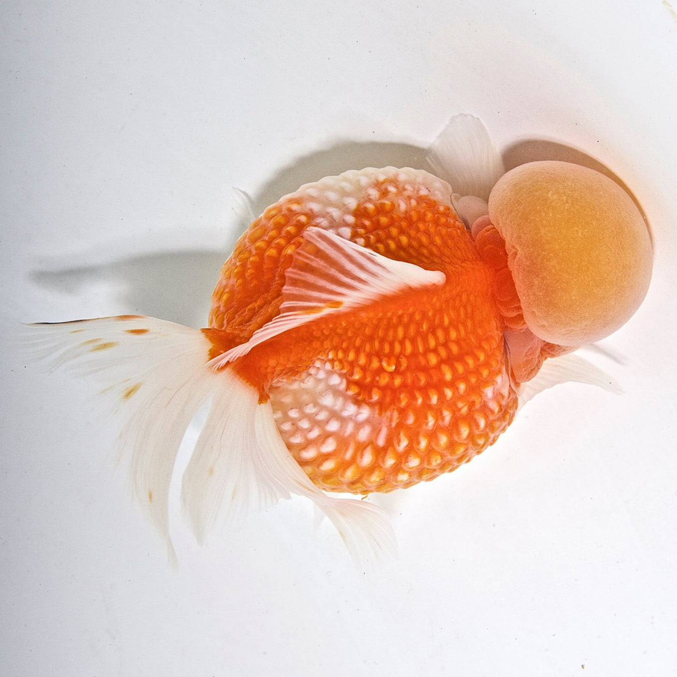 PEARLSCALE