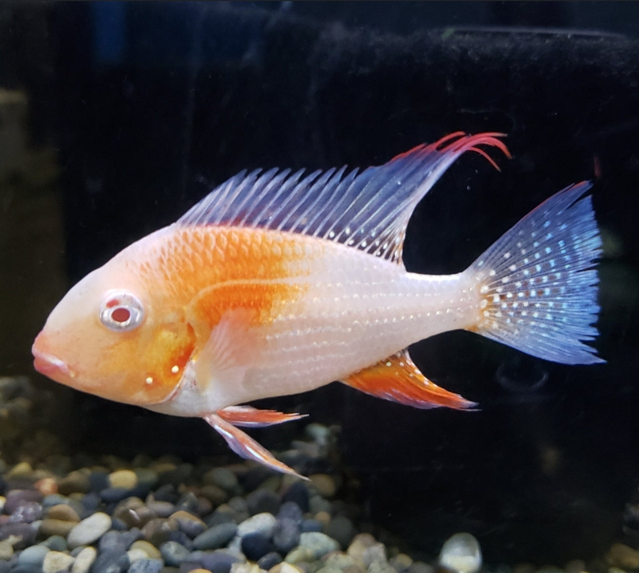 AMERICAN CICHLID