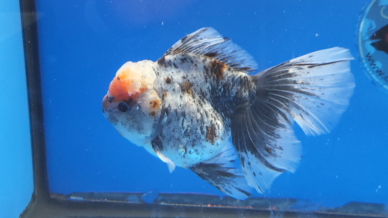 Giant/Jumbo Size Oranda