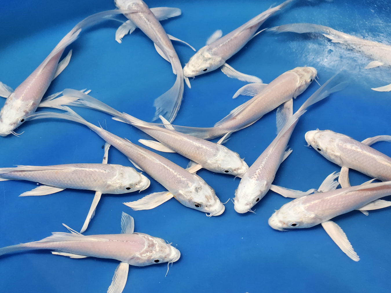 Koi For Sale