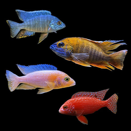 African Cichlid Group