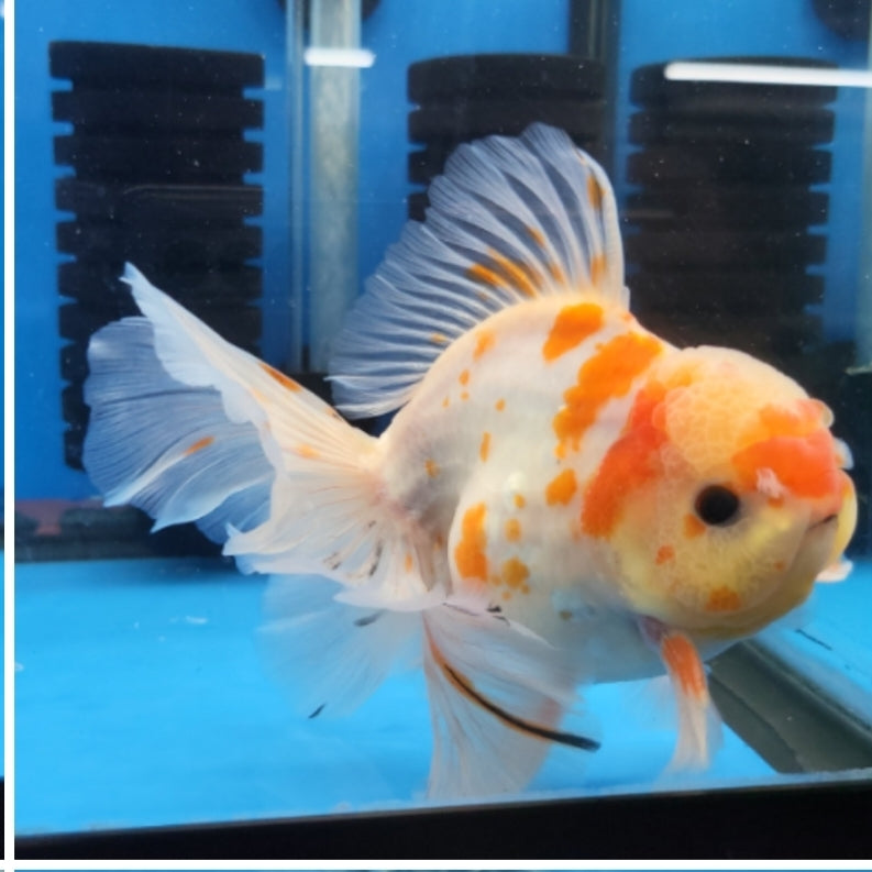 Thai Oranda Sakura