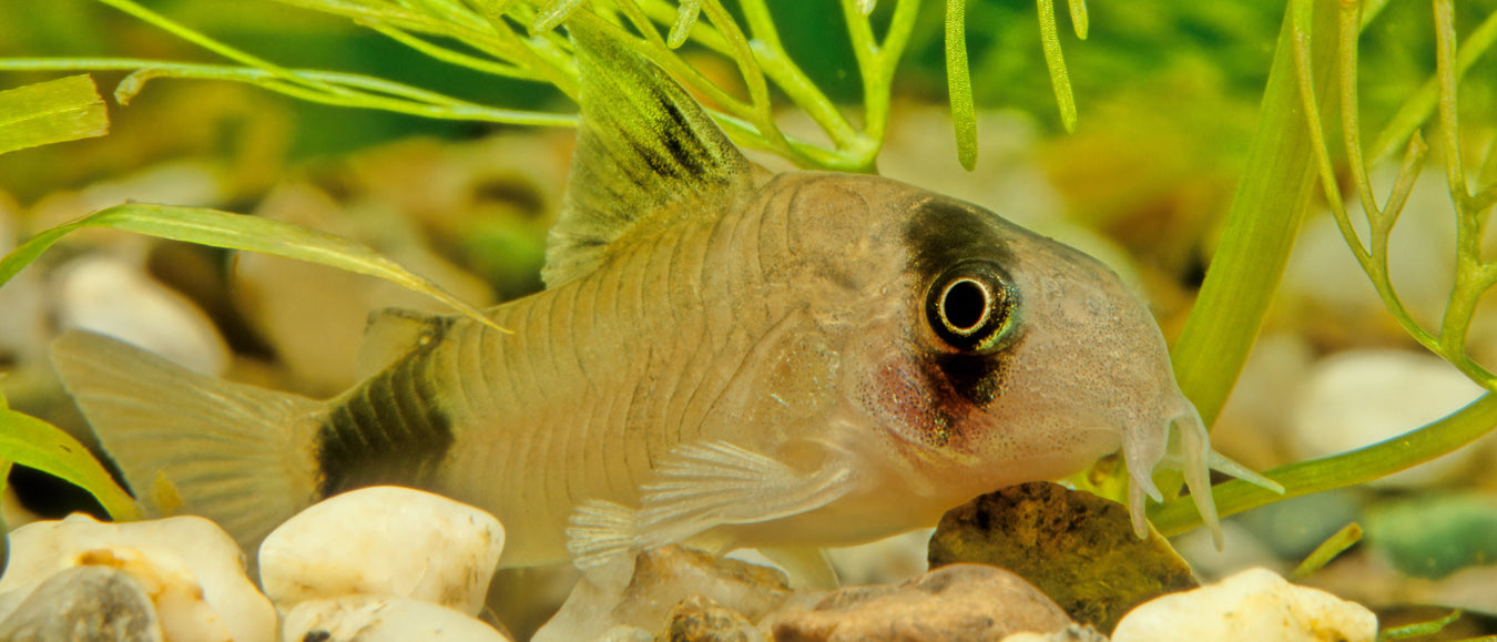 TROPICAL FISH