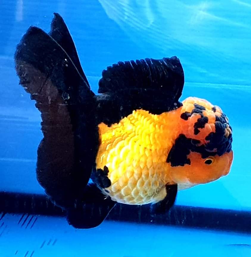 Thai Oranda Apache