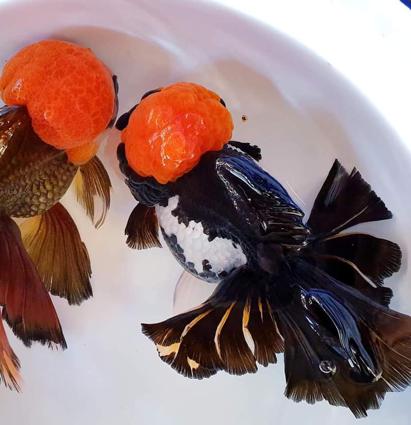Thai Oranda Red Cap