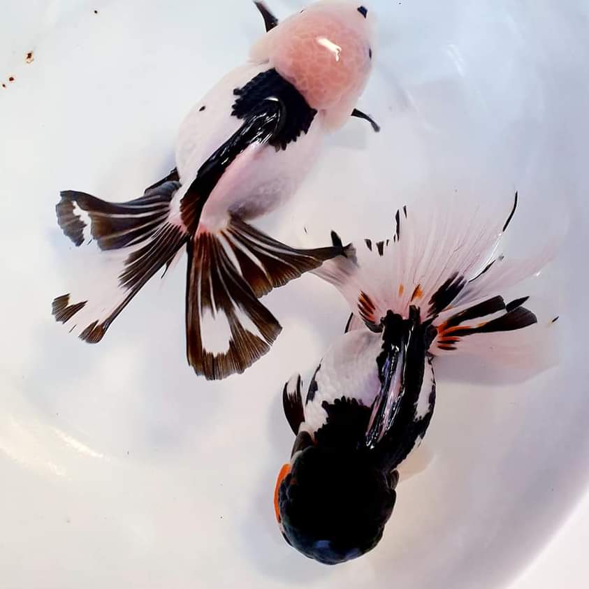 Thai Oranda Panda