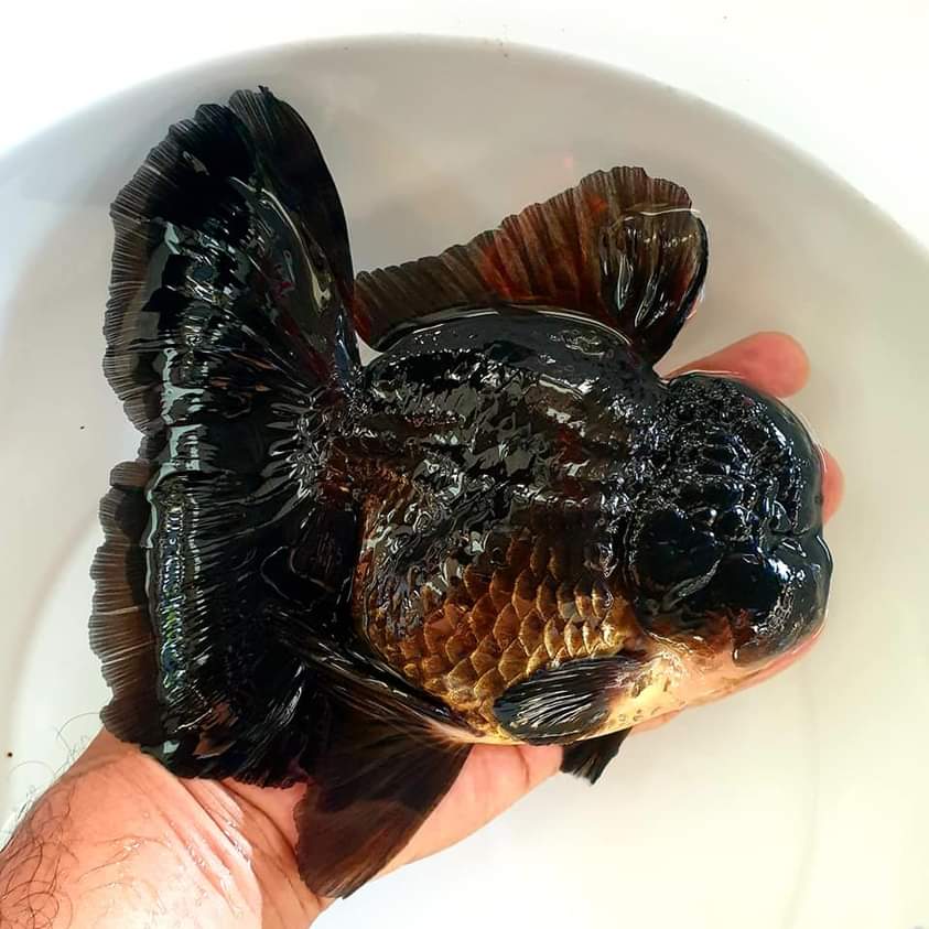 Thai Black, White, Red Oranda