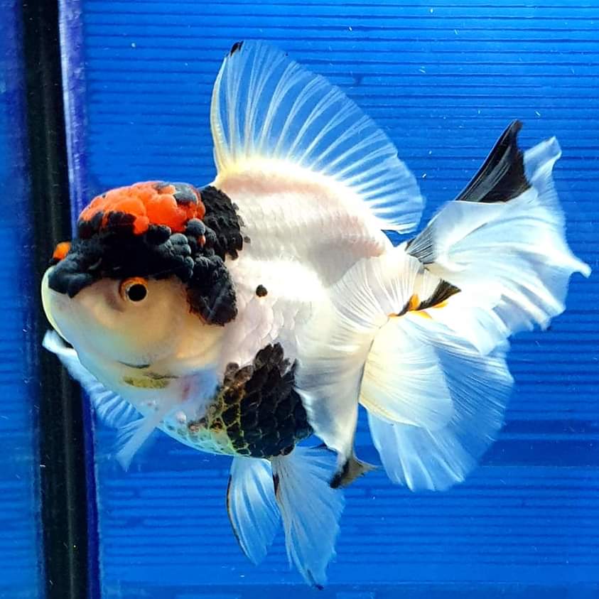 Thai Oranda Tri Color