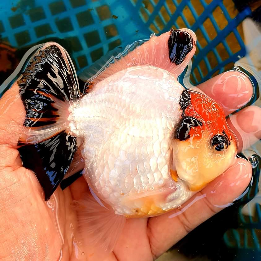 Thai Short Body Oranda