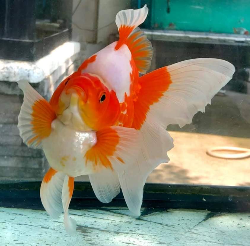 Ryukin Broad Tail High Hump