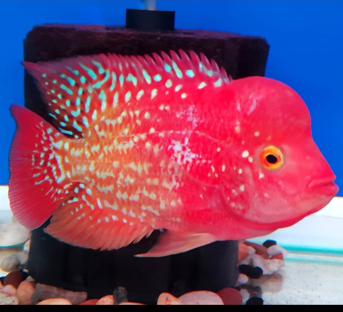 FLOWERHORN, FANCY PARROTS AND HYBRIDS