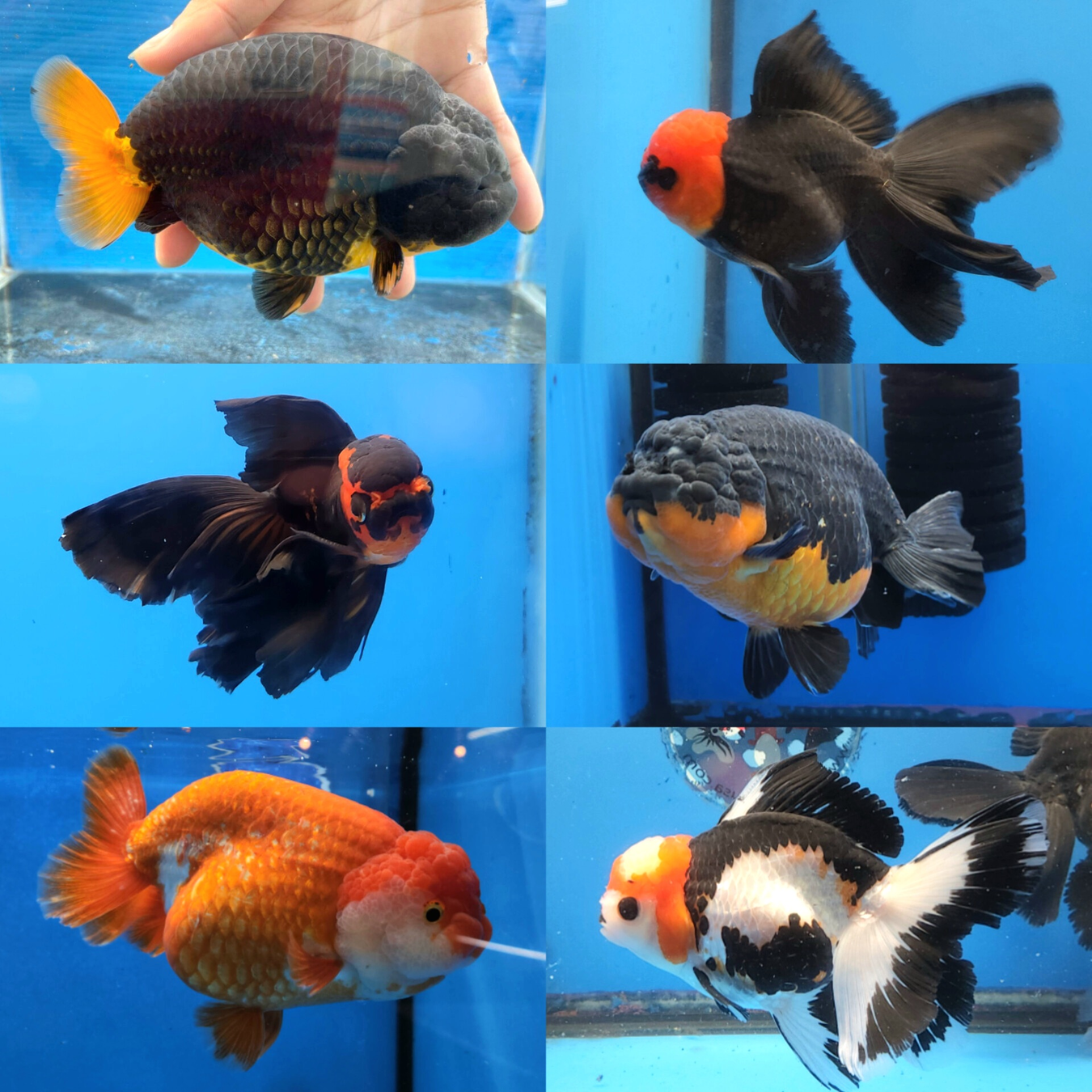 FANCY GOLDFISH