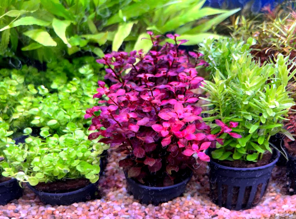 PLANTS