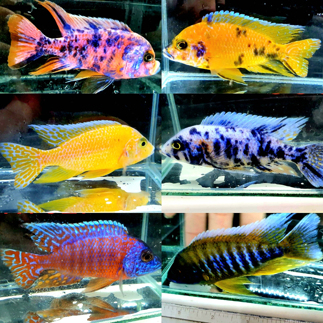 BIG AFRICAN CICHLIDS WYSIWYG