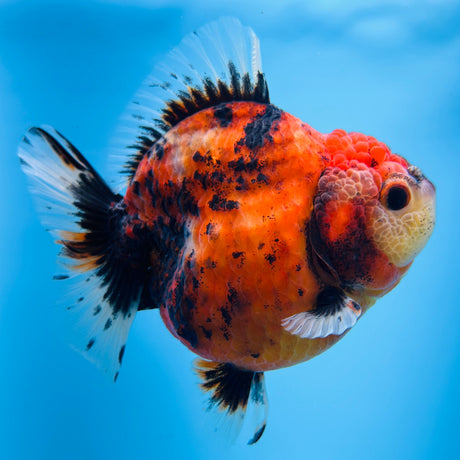 Oranda - What You See is What Your Get