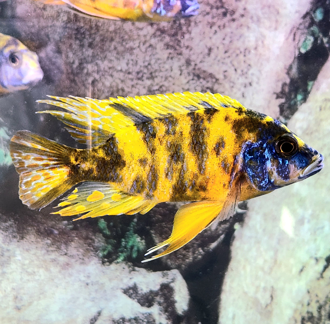 BIG CICHLIDS