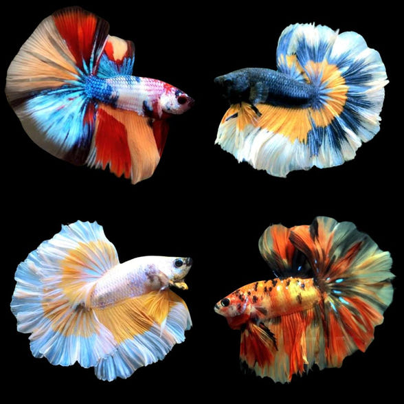 Coast Gem USA Tropical Fish & Goldfish