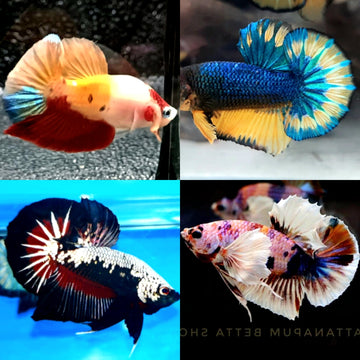 Seller's Choice Plakat Male Betta Groups