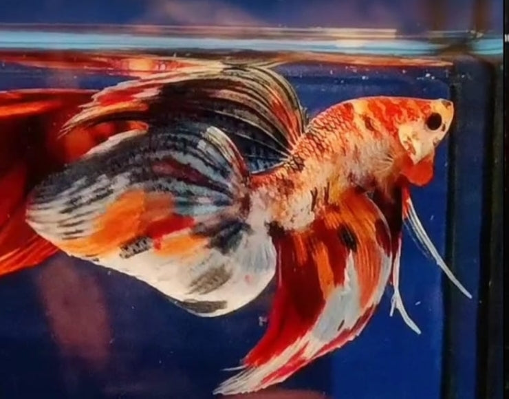 Veil Tail Male Betta
