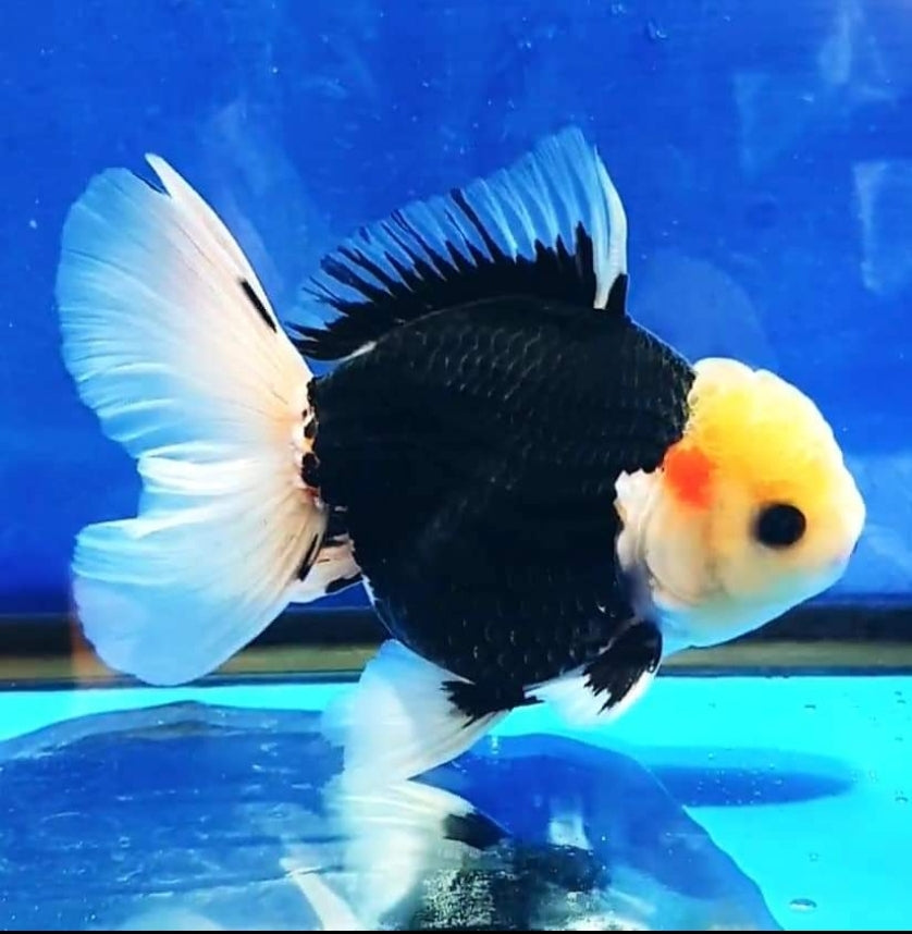 Thai Oranda Lemon Head