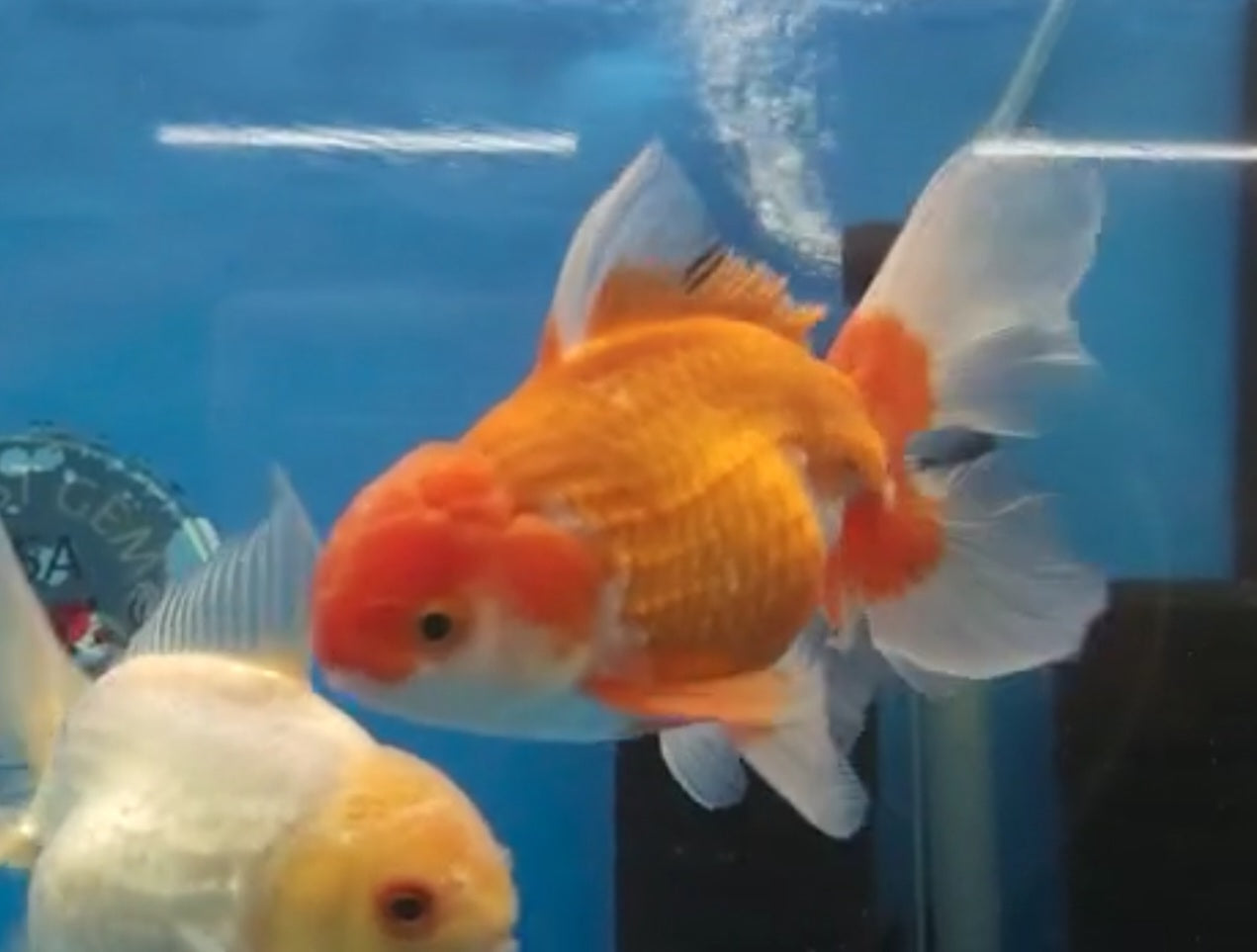 Thai Juvenile Oranda