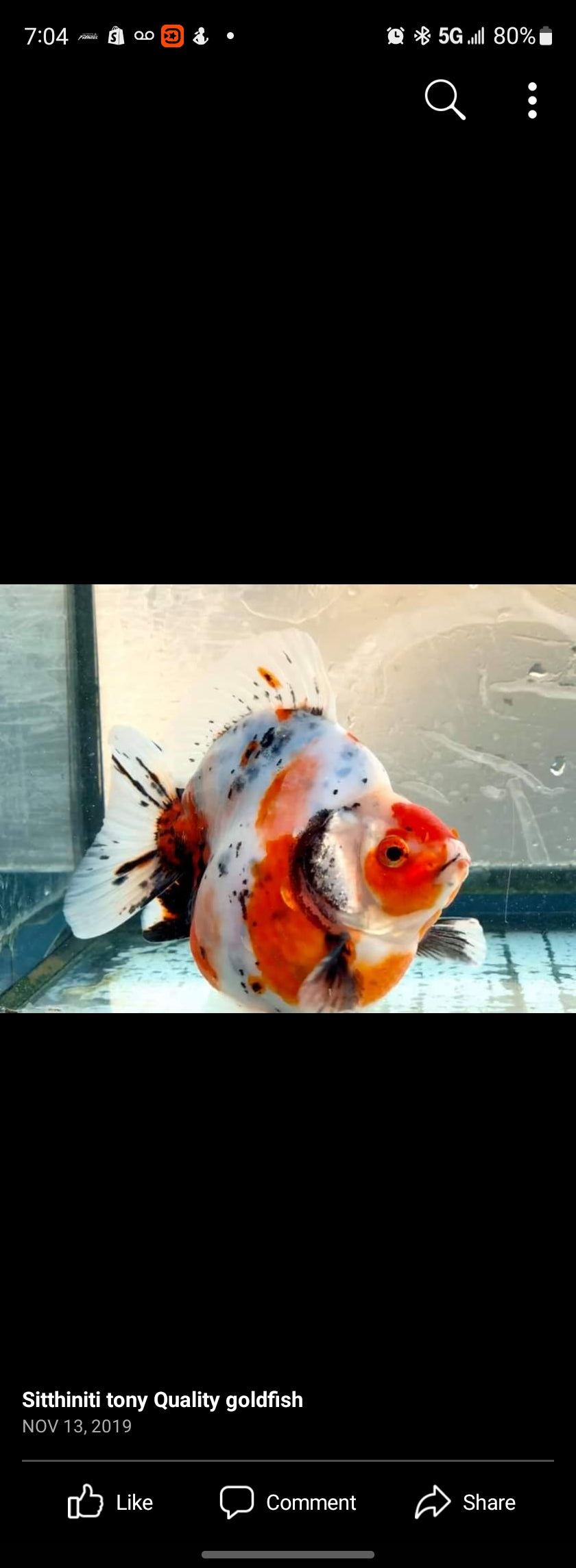 Ryukin Calico