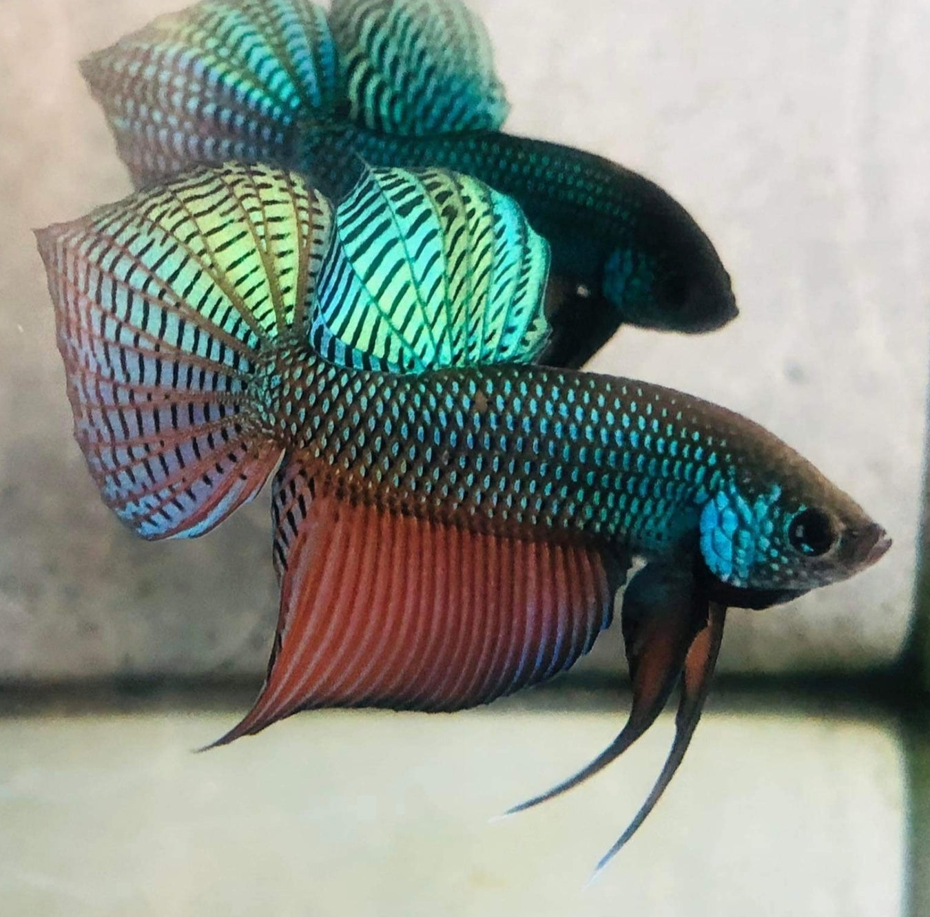 Wild and Hybrid Bettas - What You See Is What You Get