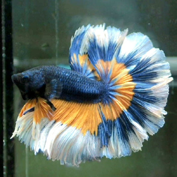 Coast Gem USA Tropical Fish & Goldfish