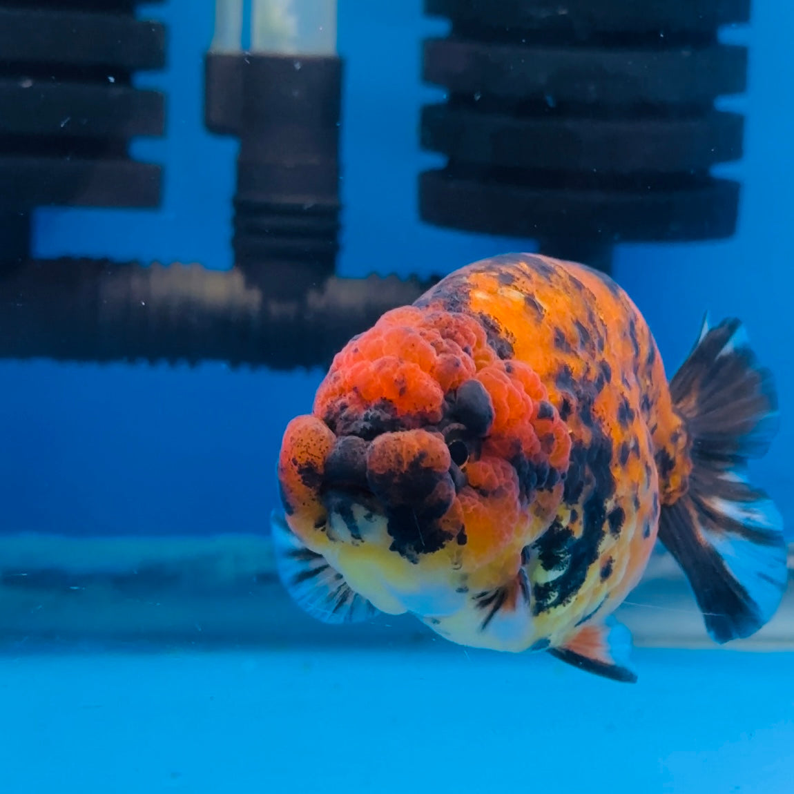 Ranchu - What you see what you get