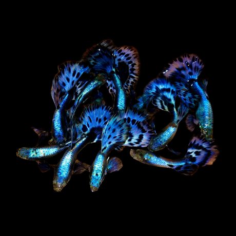 Fancy Guppy For Sale