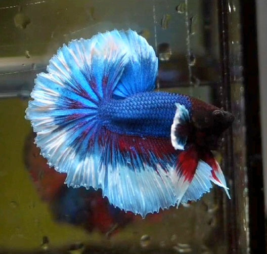 Dumbo Bettas Male - What You See Is What You Get