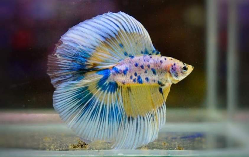 Double Tail Betta Males