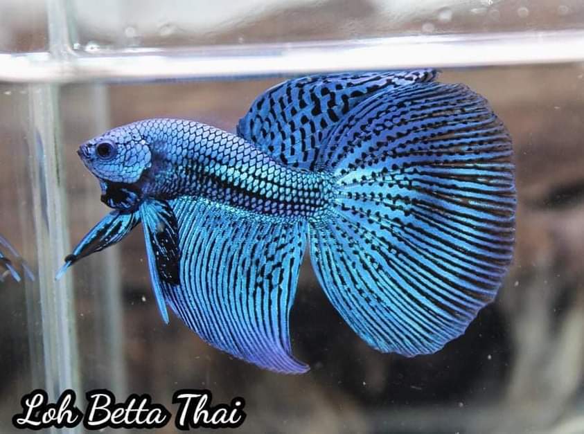 Hybrid Alien Betta Males