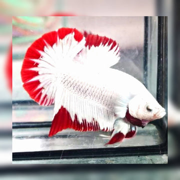 Plakat Betta Male For Sale - What You See Is What You Get