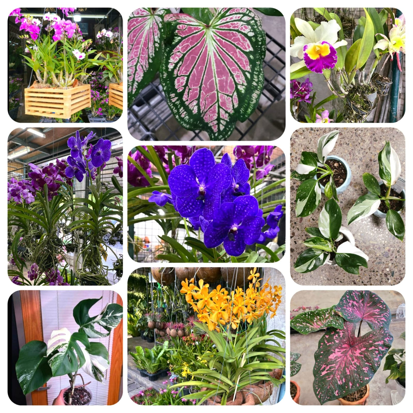 EXOTIC POT TROPICAL PLANTS