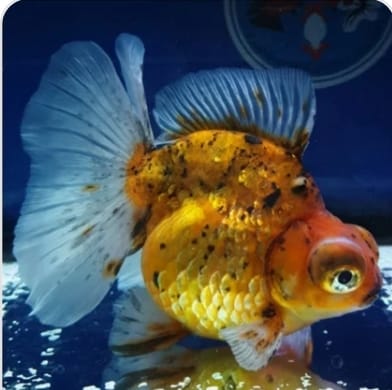 Our Choice Demekin — Coast Gem USA