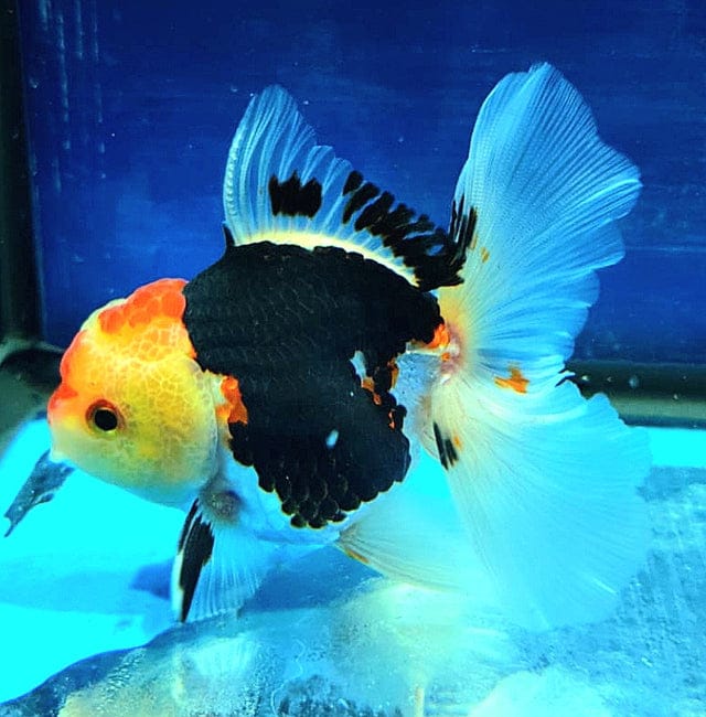 LIVE FRESHWATER HIGH-END ORANDA GOLDFISH MEDIUM BREED SELLER'S CHOICE