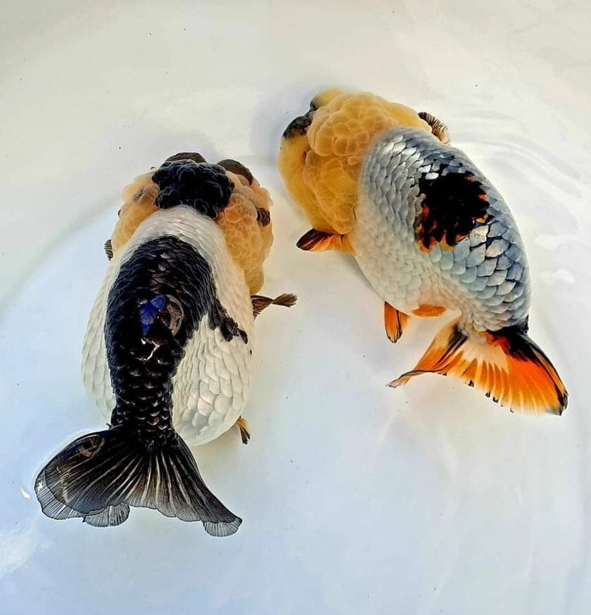 Our Choice Hybrid Ranchu Big Structure