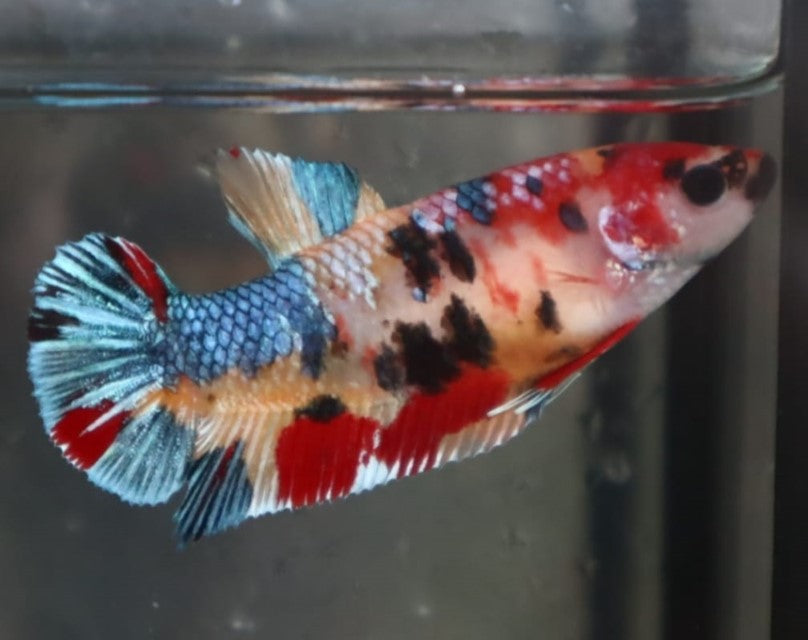 Female Betta Giant