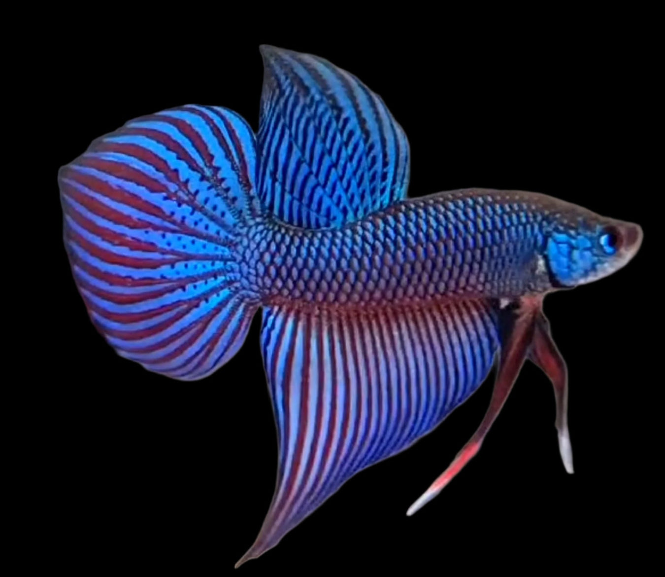 Male Wild Betta