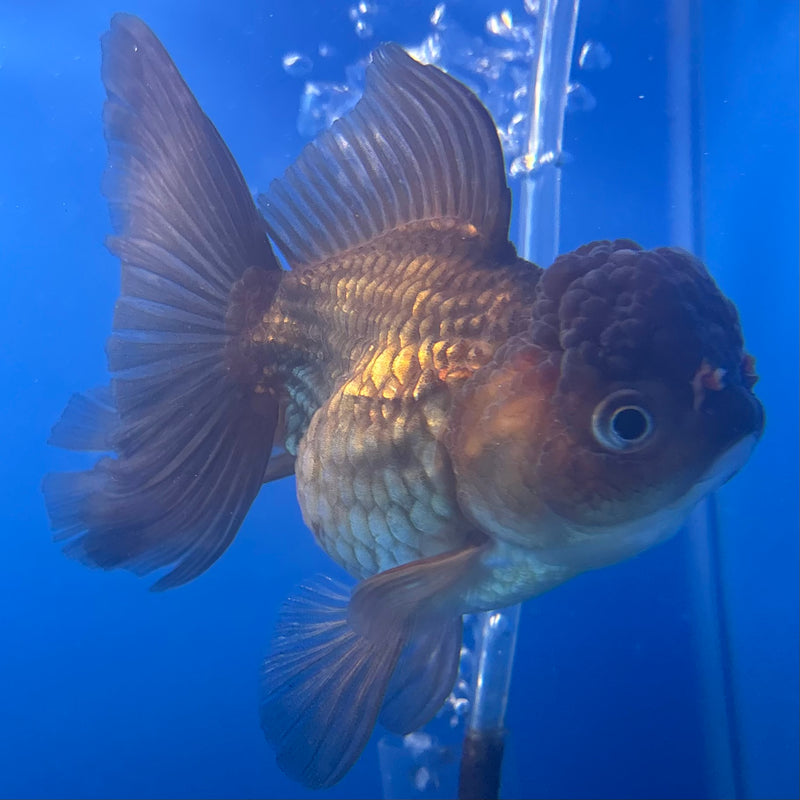 Thai Oranda Full Black/Red Cap 2.5” Body Female(CK-999)R3B20