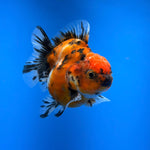 (KP-254) SHOGUN 2.5'' Calico Oranda (TUB15)