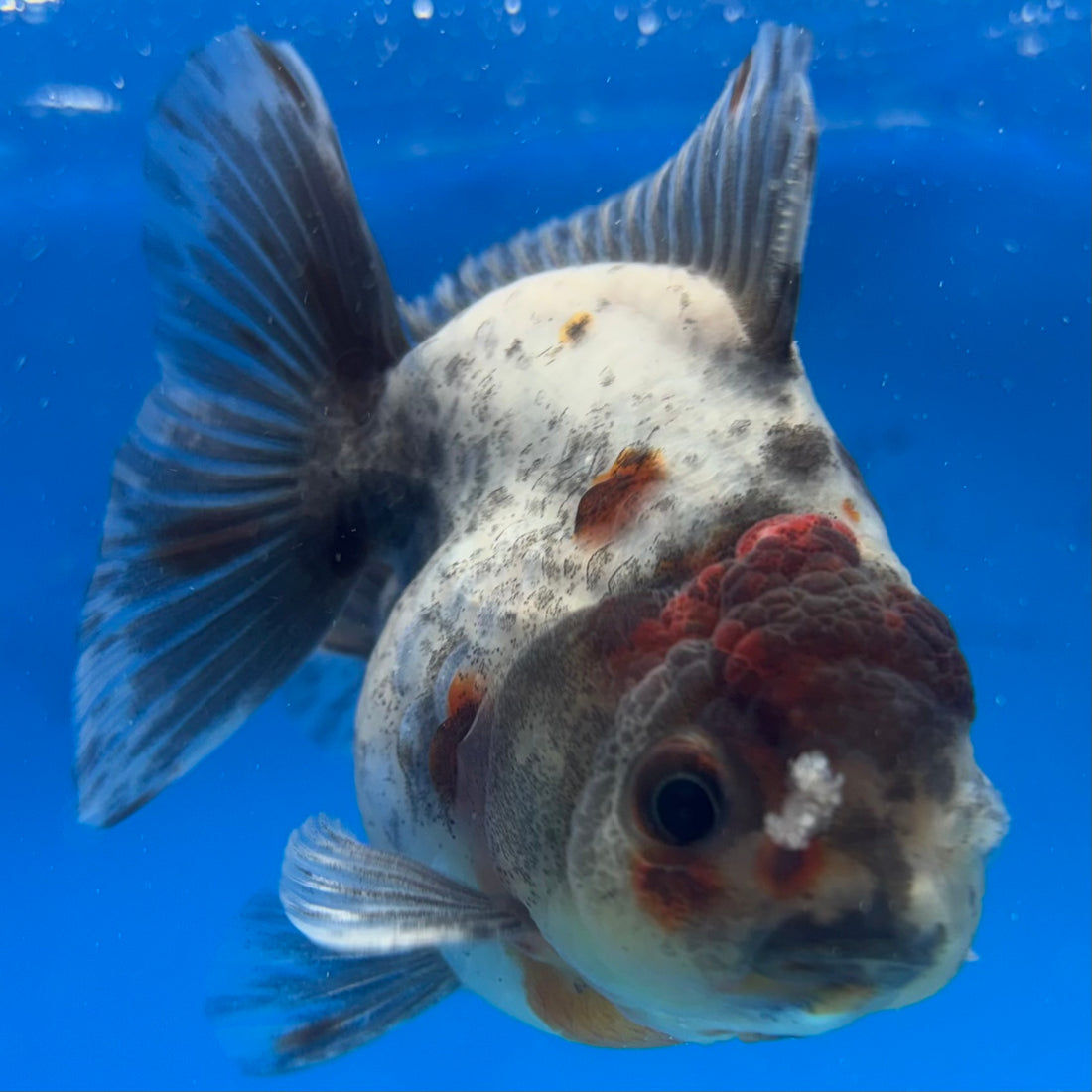 Thai Oranda Calico Yuanbao by SHOGUN 2.8” Body Male(CK-1595)R3B08